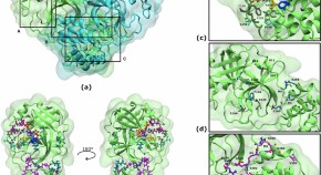 recent research topics in cell biology