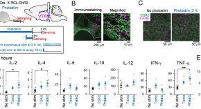 recent research papers on neuroscience