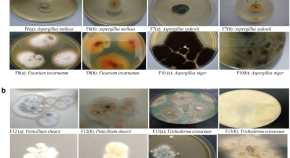 microbiology research topics for postgraduate