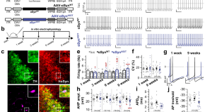 recent research papers on neuroscience