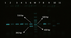 research paper for microbiology