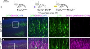 recent research papers on neuroscience