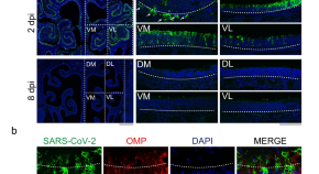 recent research papers on neuroscience