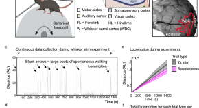 recent research papers on neuroscience