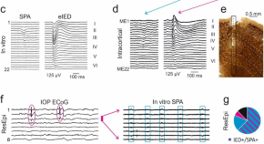 recent research papers on neuroscience