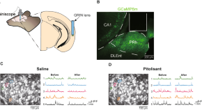 neuroscience topics for research paper 2020