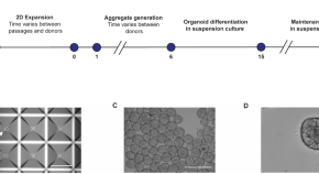 medical microbiology dissertation