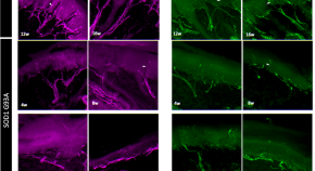 neuroscience topics for research paper 2020