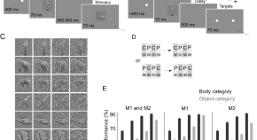 recent research papers on neuroscience