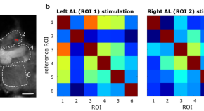 recent research papers on neuroscience