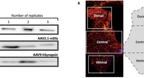 recent research papers on neuroscience