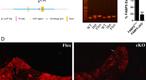 recent research papers on neuroscience