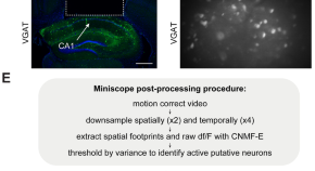 recent research papers on neuroscience