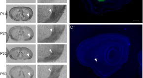 recent research papers on neuroscience