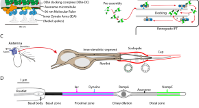 recent research papers on neuroscience