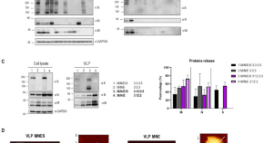 medical microbiology dissertation