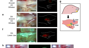 recent research papers on neuroscience