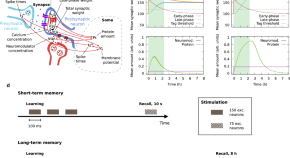 neuroscience topics for research paper 2020