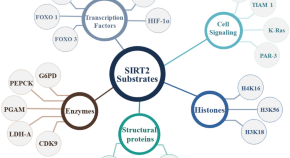 organic chemistry research paper ideas