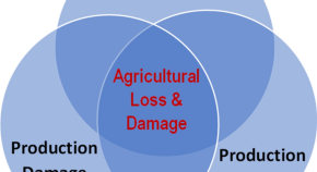 sustainability research essays