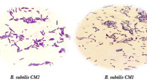 microbial research paper topics