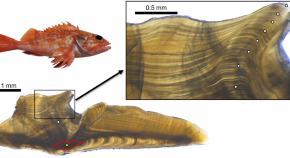 examples of research topics in fisheries examples of research topics in fisheries