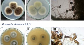 microbial research paper topics