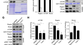 Lysosomal cystine export regulates mTORC1 signaling to guide kidney  epithelial cell fate specialization