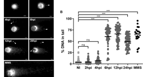 write a term paper on host response and protection against parasites