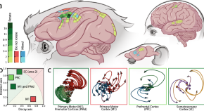 primary motor cortex research paper