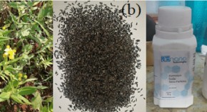 research paper on biofuels