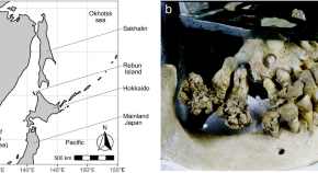 topics for physical anthropology research paper