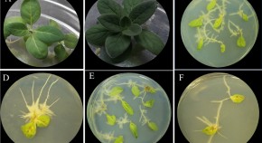 biotechnology research paper introduction biotechnology research paper introduction