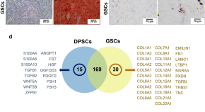 current research on stem cells