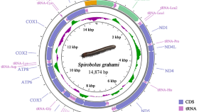 genetic technology research paper