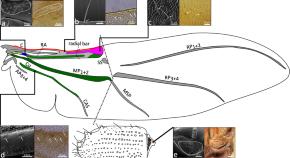 phylogenetic analysis research journal