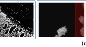 thesis topic about image processing