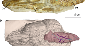 zoology phd research topics