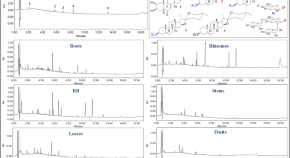 phd in analytical chemistry