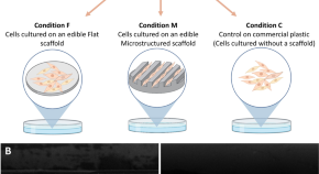 thesis in computational biology