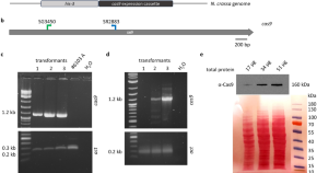 essay on the application of genetic engineering in microbiological practice essay on the application of genetic engineering in microbiological practice