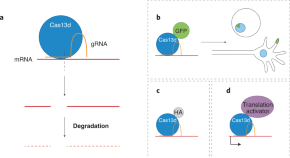 research papers on zebra research papers on zebra