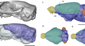 brain evolution research articles