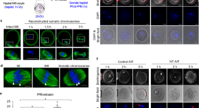 a research paper about animal cloning