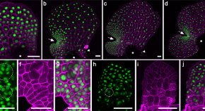 research paper on plant cell research paper on plant cell