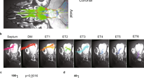 brain evolution research articles