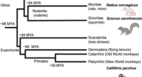 brain evolution research articles