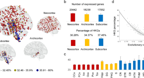 brain evolution research articles