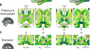 brain evolution research articles