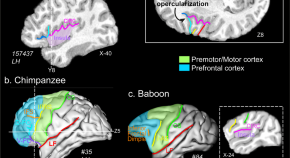 brain evolution research articles